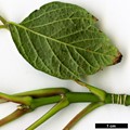 SpeciesSub: subsp. mexicanum SpeciesSub: subsp. mexicanum